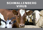 Banner Schmallenberg virus - SBV