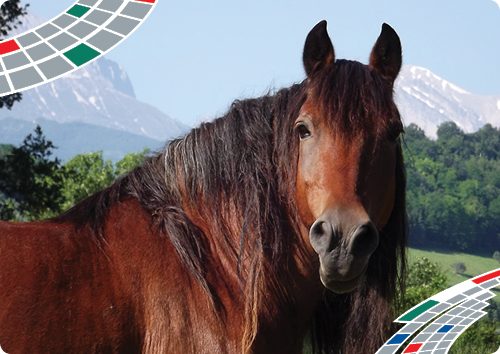 Copertina Anemia infettiva degli equini