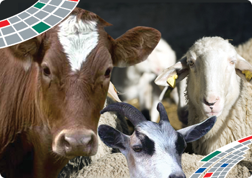 Copertina Schmallenberg virus