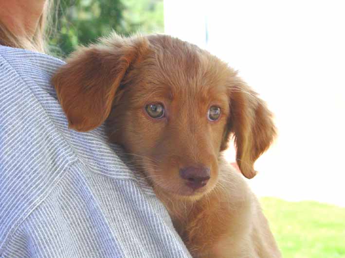 cucciolo di cane