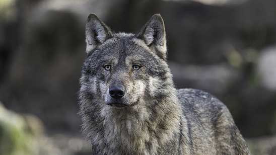 Ultima fermata per l’assassino di lupi. Le Scienze Veterinarie Forensi per la lotta all’uccisione illegale di animali