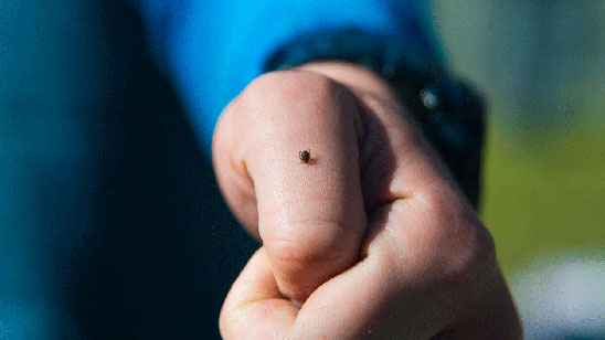 Convegno “MALATTIE TRASMESSE DA VETTORI: focus su Febbre emorragica Crimea-Congo e Encefalite da zecca