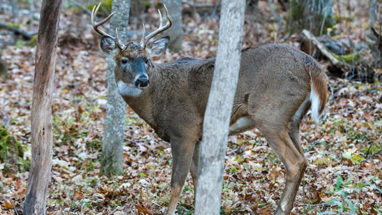 Ultima fermata per l’assassino di lupi. Le Scienze Veterinarie Forensi per la lotta all’uccisione illegale di animali