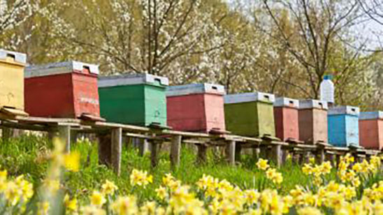 Conferenza sulla salute delle api: in che modo la ricerca può contribuire alla valutazione dei rischi