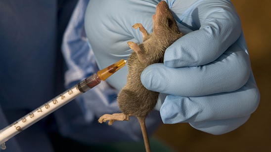 Lassa Fever in Nigeria