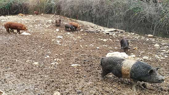 Lassa Fever in Nigeria