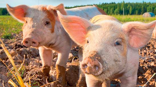 Lassa Fever in Nigeria