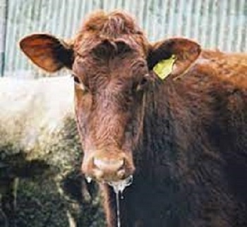 Germania, epidemia afta epizootica: continuano gli abbattimenti preventivi di bovini e ovini