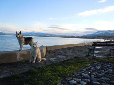 Free roaming dogs in Chilean Patagonia (Puerto Natales)