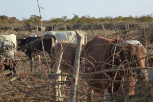 L’Istituto in Angola per ottimizzare la catena produttiva della carne
