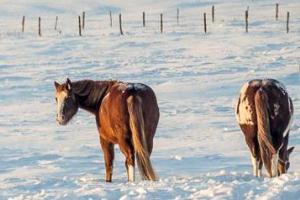 New edition of the National Veterinary Epidemiological Bulletin