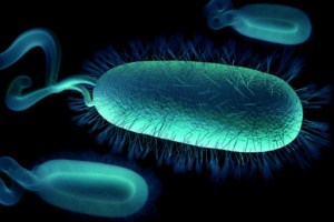 Campylobacter e Listeria monocytogenes: la situazione dei due agenti patogeni