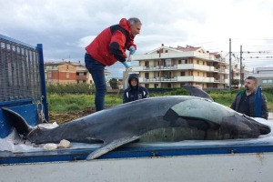 Delfino spiaggiato a Roseto degli Abruzzi