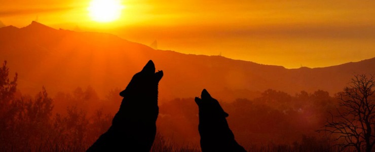 Randagismo canino e conservazione del lupo