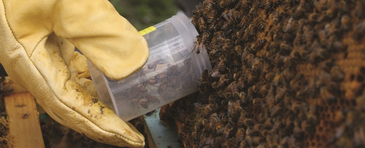 La veterinaria in apicoltura: opportunità e prospettive