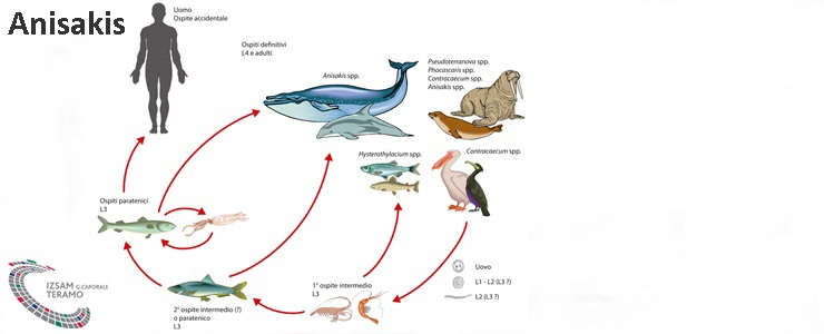Anisakis: se lo conosci lo eviti