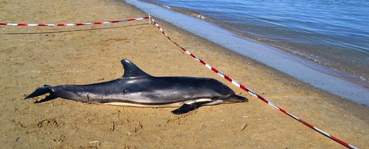 Delfino spiaggiato sul litorale pescarese