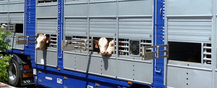 Guide Pratiche Europee al trasporto animale
