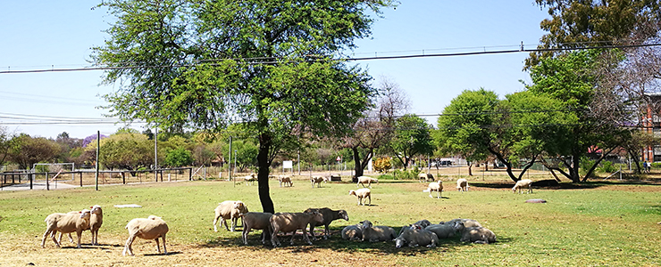 L'IZSAM in Sudafrica per verificare i risultati del Twinning OIE sul benessere animale