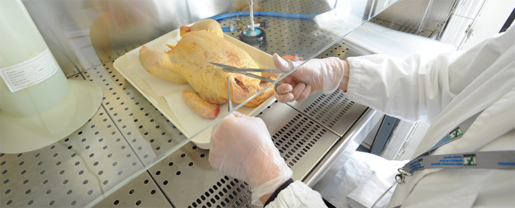 Benessere animale, qualità e sicurezza microbiologica delle carni