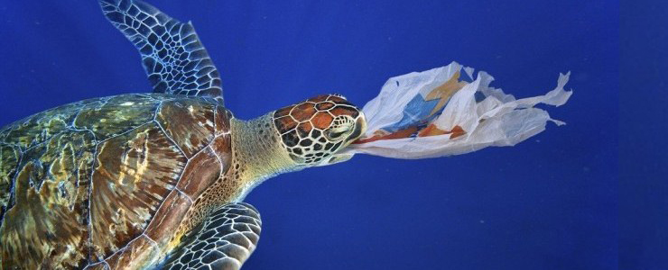 Plastica nelle tartarughe marine: i risultati del progetto europeo