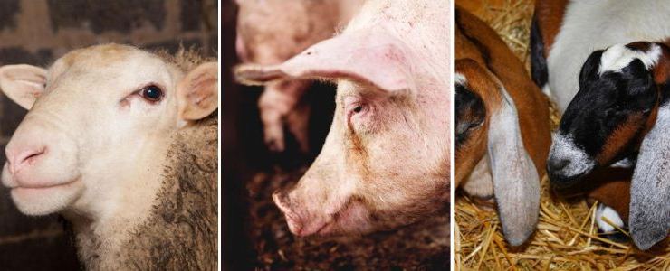 Benessere animale durante la macellazione di bovini, suini e ovini