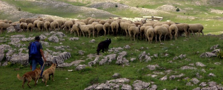 Costituita l'Associazione Temporanea di Scopo SIRVEL OVIS