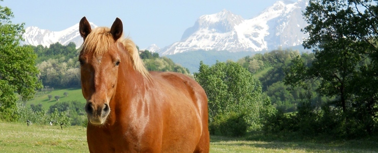 Benessere dei ruminanti e degli equidi