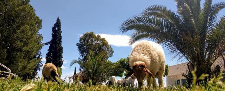 IZSAM e OIE per il benessere animale in nord Africa