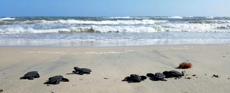 Divulgati da AdrioNet i numeri del recupero di tartarughe marine
