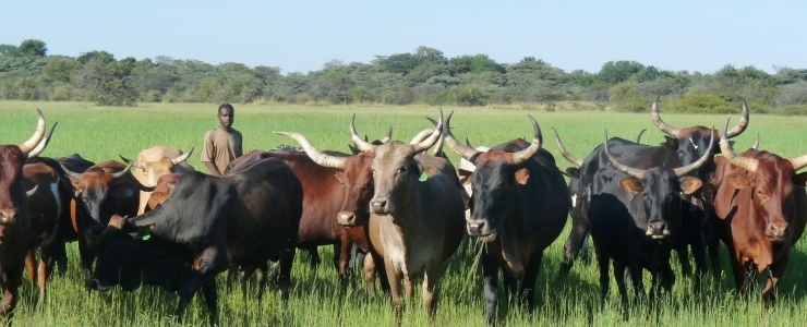 Pleuropolmonite Contagiosa Bovina: riconoscere la malattia