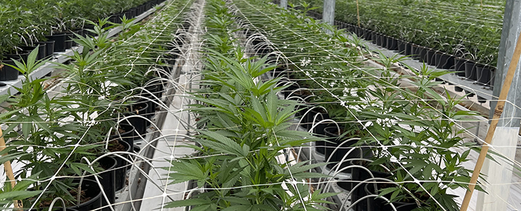 Terzo incontro con i Carabinieri Forestali per il campionamento della Cannabis sativa L.