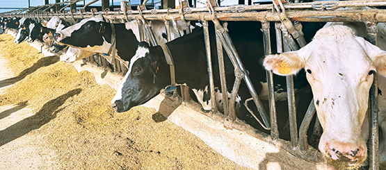 A Brescia tre giornate EURCAW sul Benessere Animale