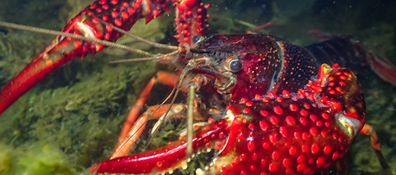 Avviato il progetto regionale sul Gambero Rosso della Louisiana