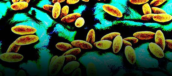 A Roma la Giornata di studio 2025 sulla Brucellosi