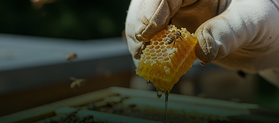 Sanità e Apicoltura. Sfide e Opportunità - A Roma il 23 settembre un Workshop per il futuro del settore apistico