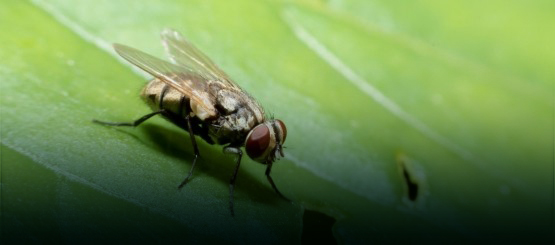 Mosca tse-tse: l'Istituto incontra a Parigi rappresentanti di Angola, Botswana, Zimbabwe e WOAH