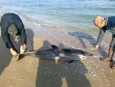 Beached dolphin at Torre del Cerrano