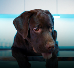 A NEW DIAGNOSTIC PROTOCOL FOR CANINE BRUCELLOSIS
