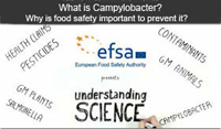 What is Campylobacter?