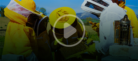 Protecting Bees - International Training