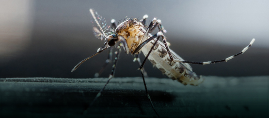 West Nile Disease