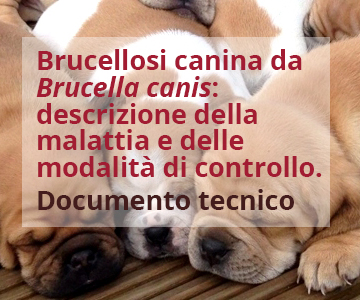 Brucella canis: descrizione della malattia e delle modalità di controllo