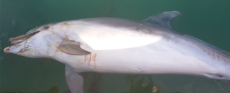 Ancora un tursiope trovato senza vita sulla costa abruzzese