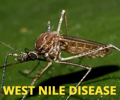 West Nile Disease