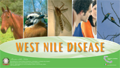 Copertina brochure informativa West Nile Disease