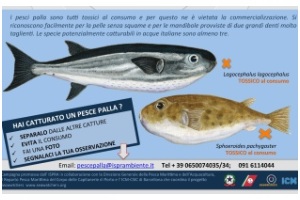 Pesce palla maculato