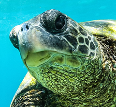 SEA TURTLES REACH ADULTHOOD EARLIER THAN EXPECTED: A STUDY IN THE ADRIATIC