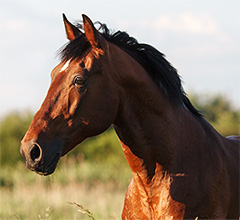 VIRUS LONG CONSIDERED INSECT-SPECIFIC IDENTIFIED IN HORSES