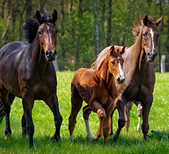 PELO E LANA COME STRUMENTI PER MONITORARE IL BENESSERE ANIMALE